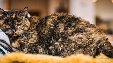 موسوعة غينيس للارقام القياسية قالت إن فلوسي كانت تعيش مع قطط أخرى في الشارع